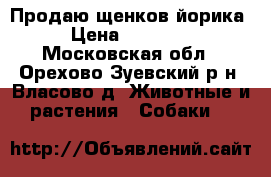 Продаю щенков йорика › Цена ­ 15 000 - Московская обл., Орехово-Зуевский р-н, Власово д. Животные и растения » Собаки   